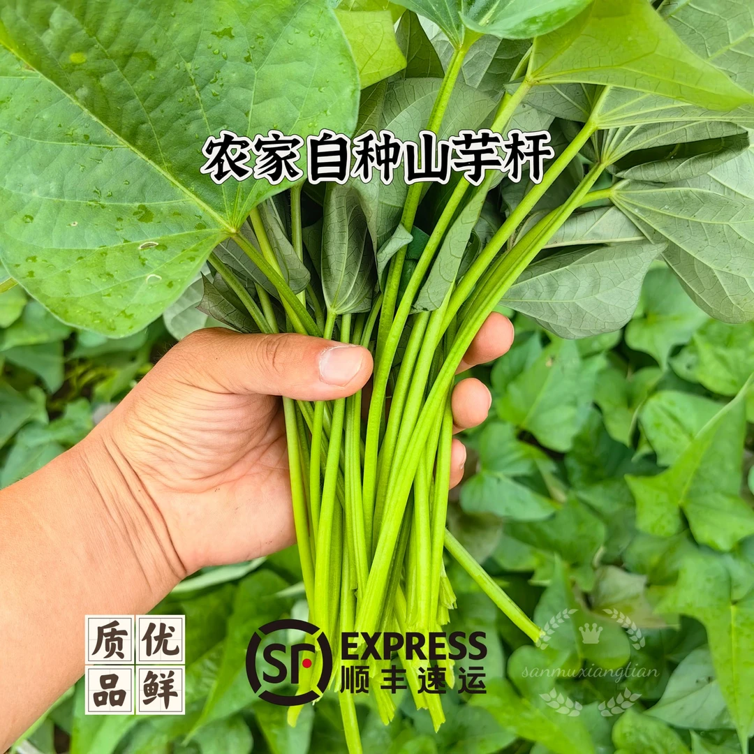 [山芋杆]安徽芜湖江北农户自种山芋杆红薯嫩杆1.5~3斤白心红薯安徽省