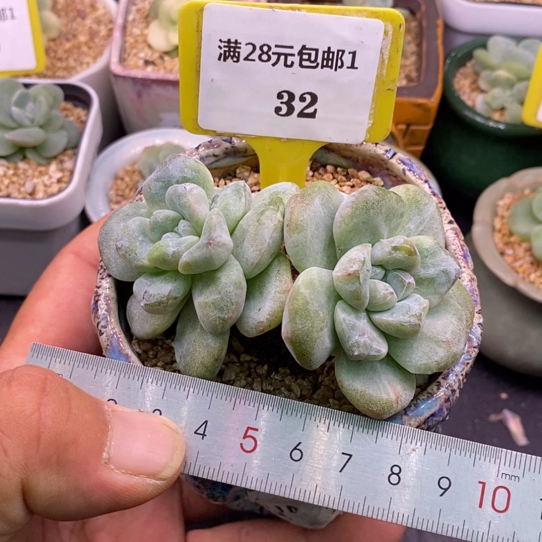 132老桩趴地双，冰玉拉丝石化