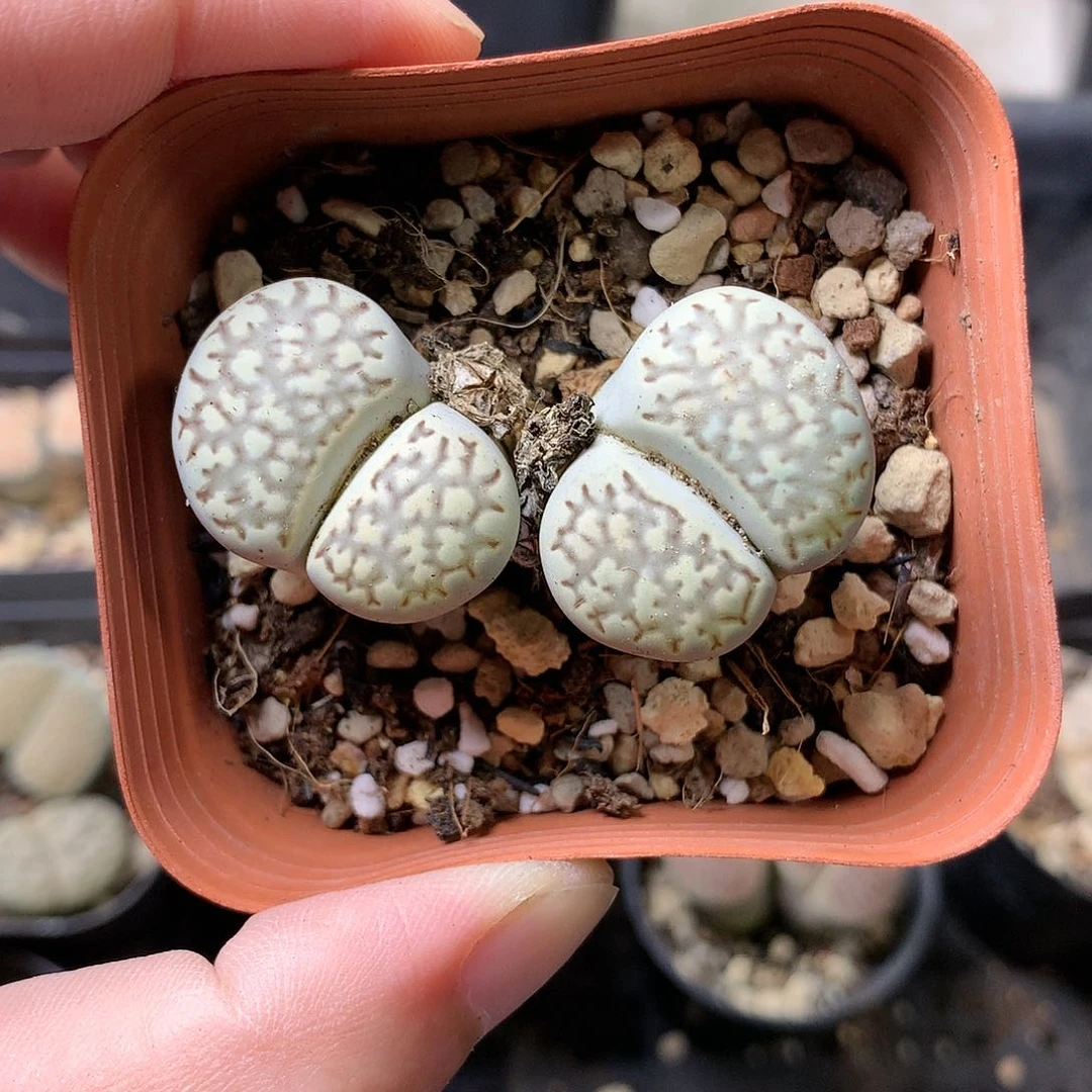 M316多肉植物保护研究所