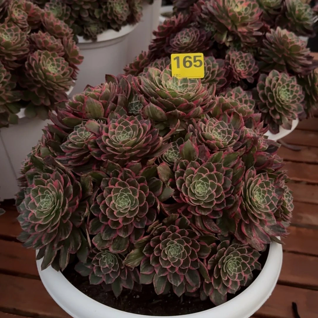 正***成165万花筒寄养春天发