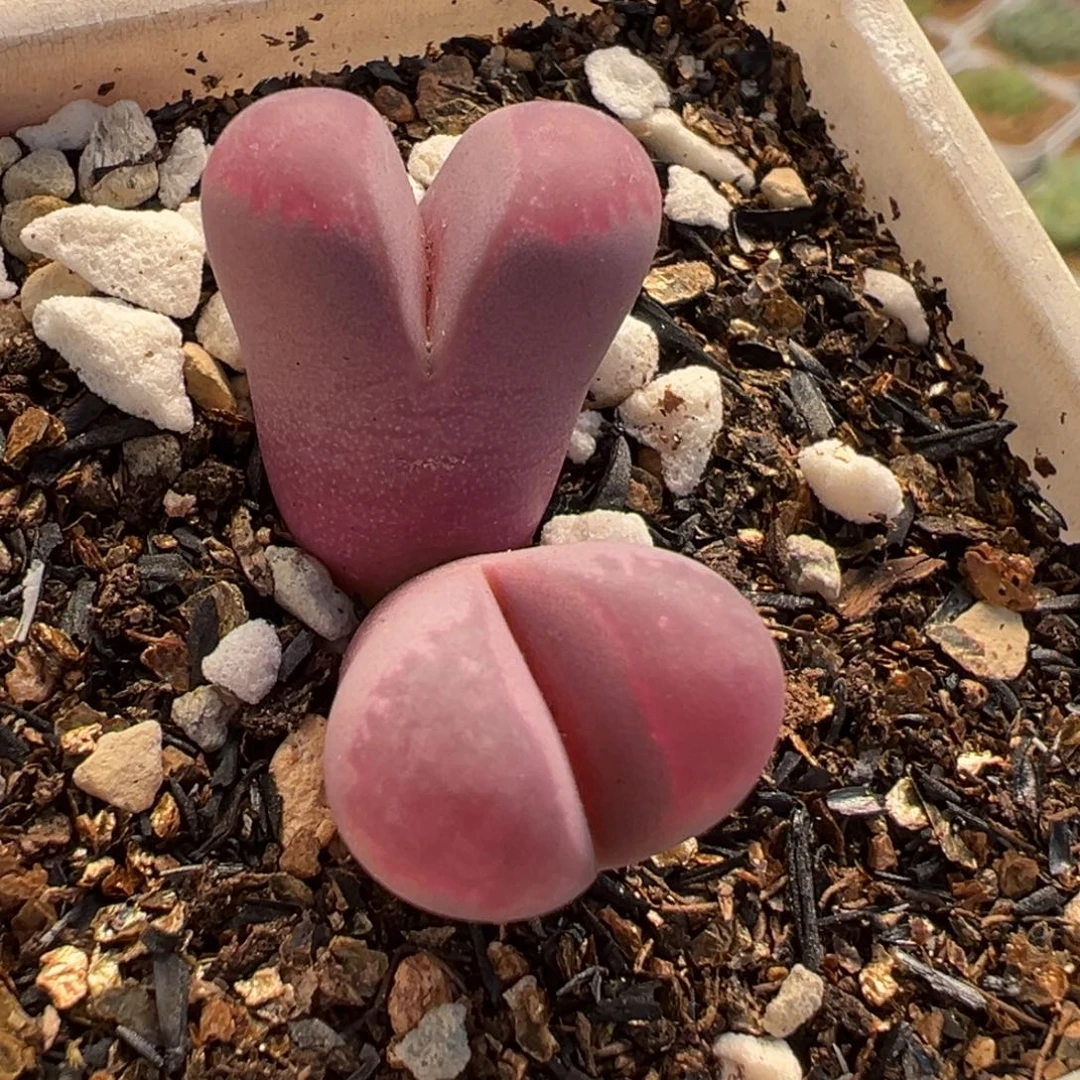 024多肉植物种类多样