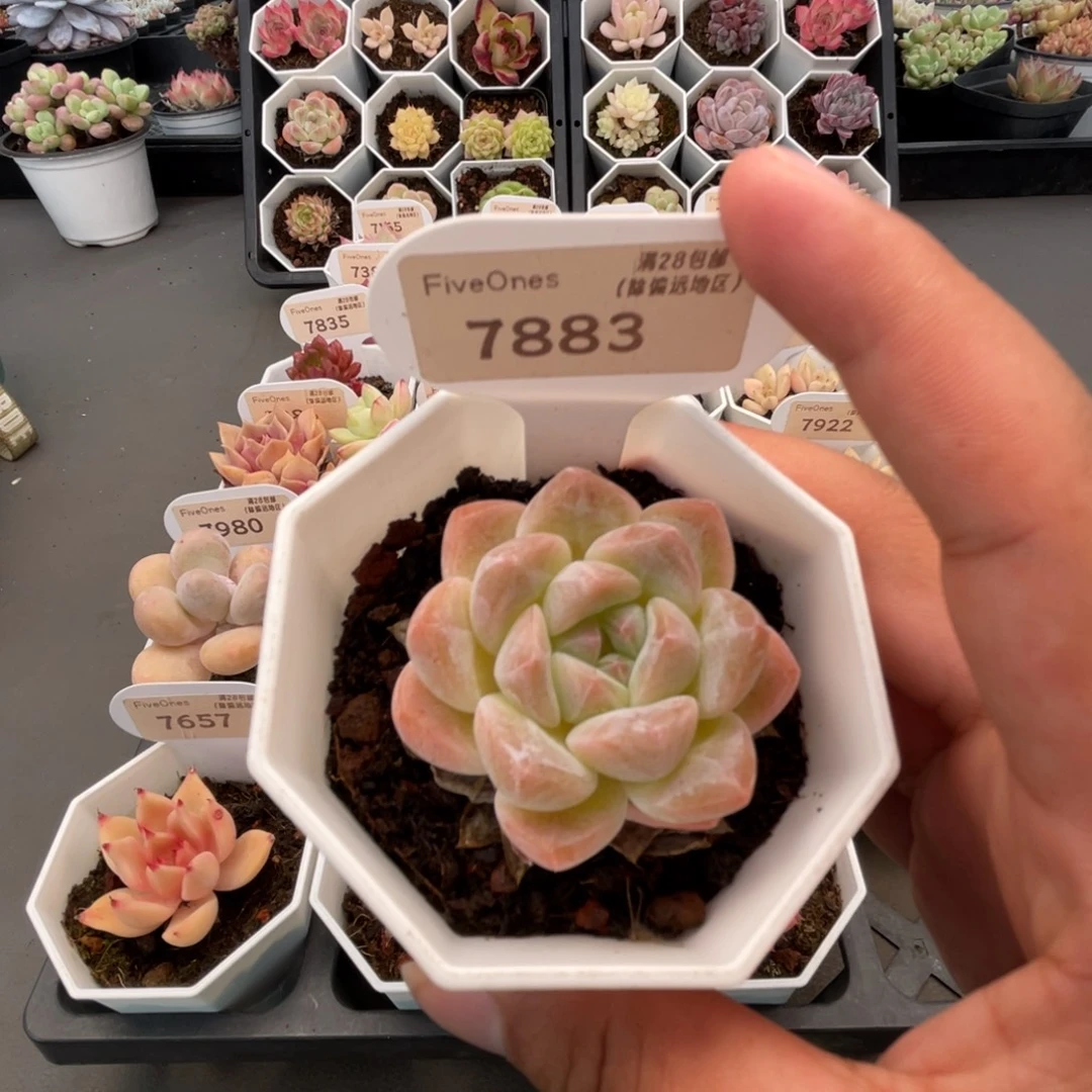 7883琥珀 4.5厘米