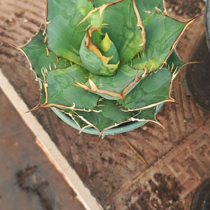 ****Q南霸王精品龙舌兰锦精品