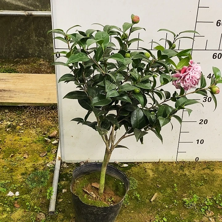 志愿者。           茶花。