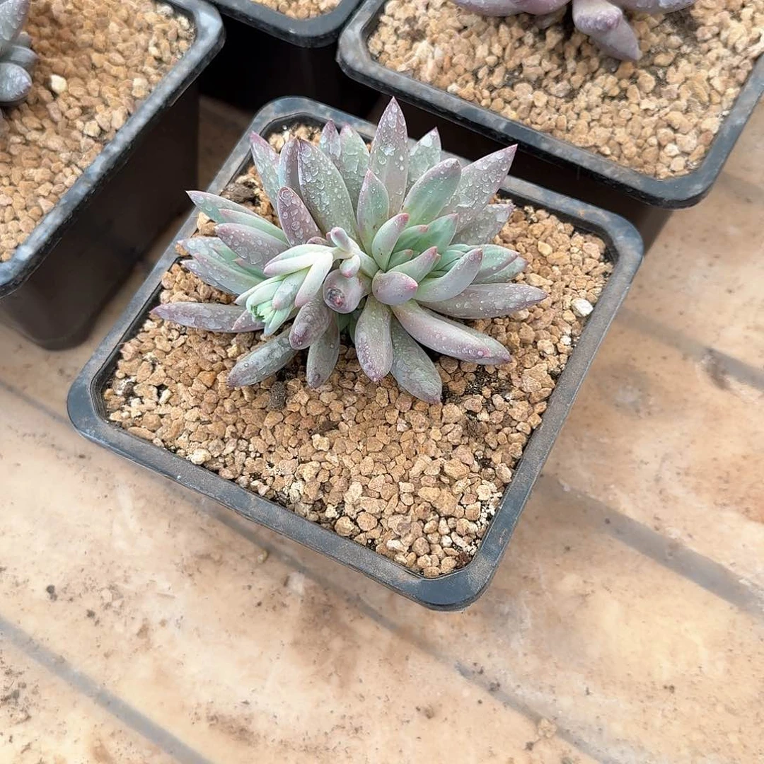 海****，双头虞美人一物一拍