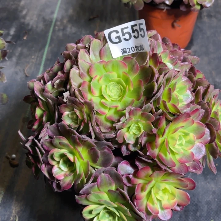 瑞妈多肉 1.28.555