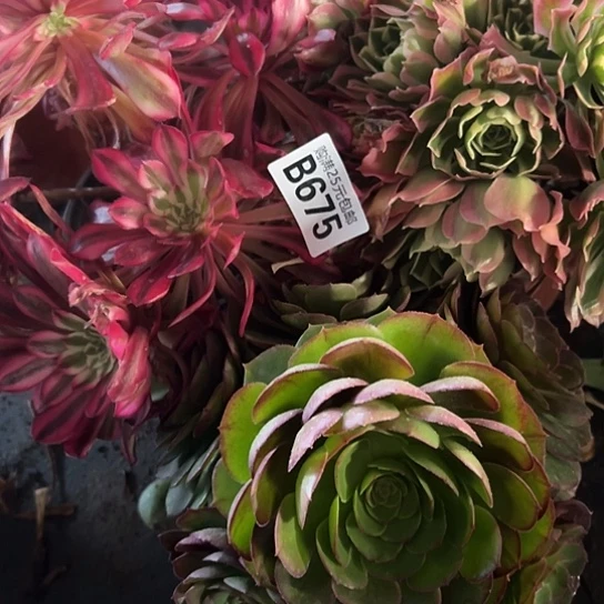 平**安多肉植物三个