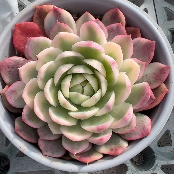 粉水晶锦一物一拍锦龙