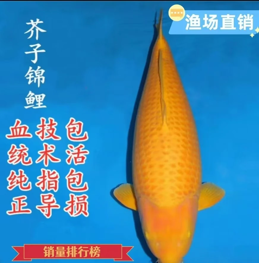 新粉送！！！小西介子15-30公分锦鲤包邮