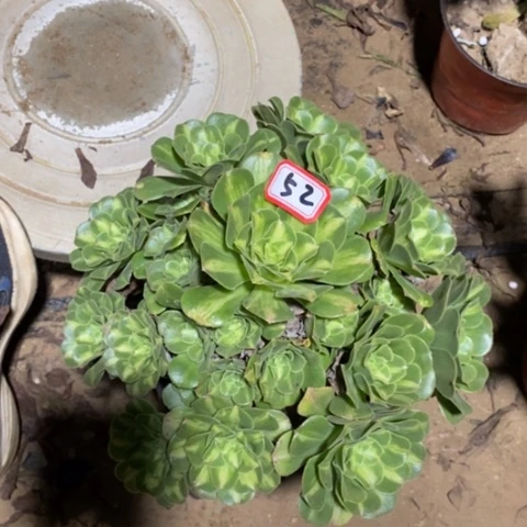 翡翠琉璃一物一拍