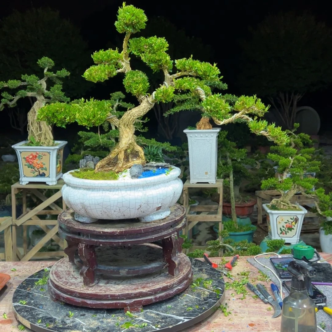 *****无花朵广东皱皮雀舌黄杨