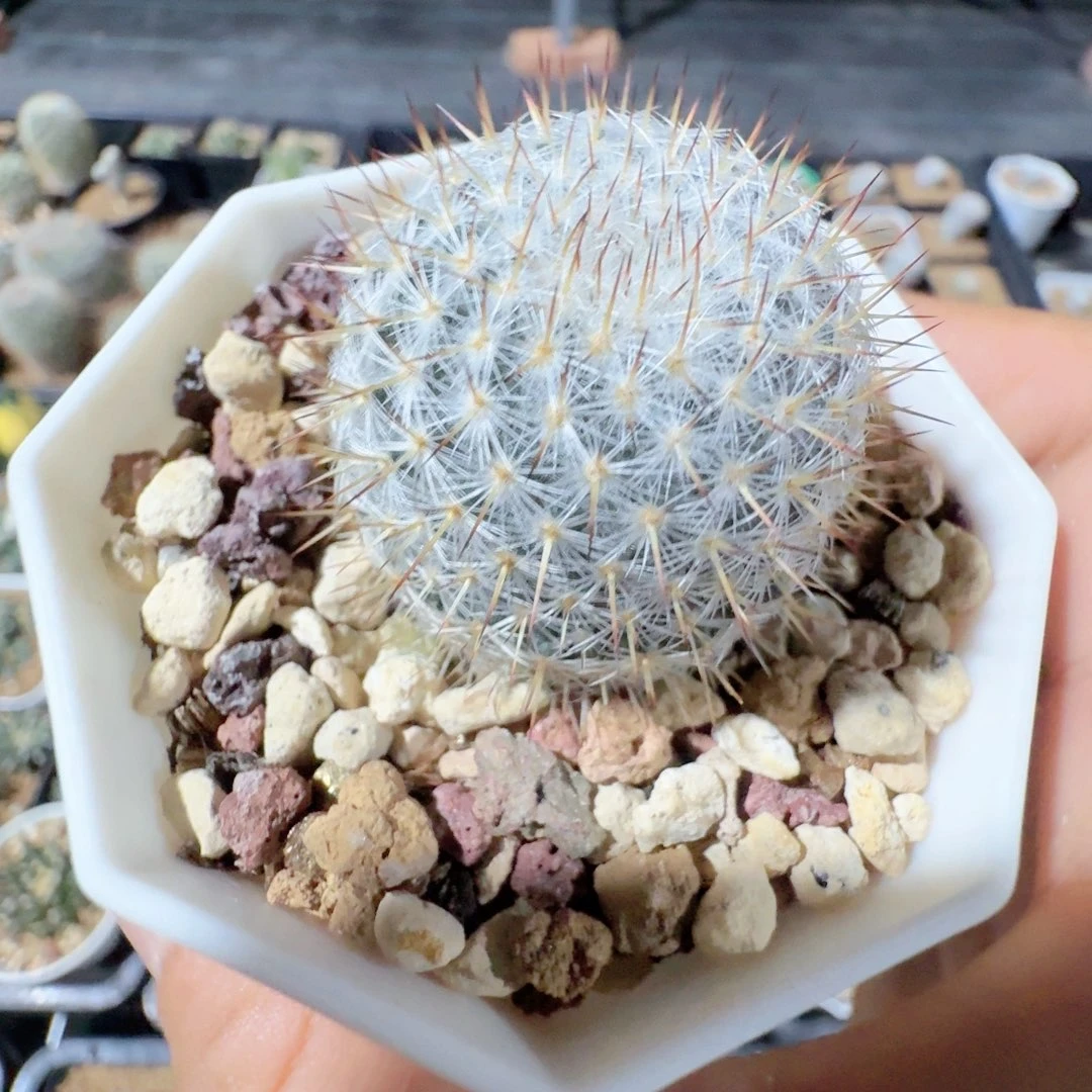 一***实生希望丸晨夕花坊