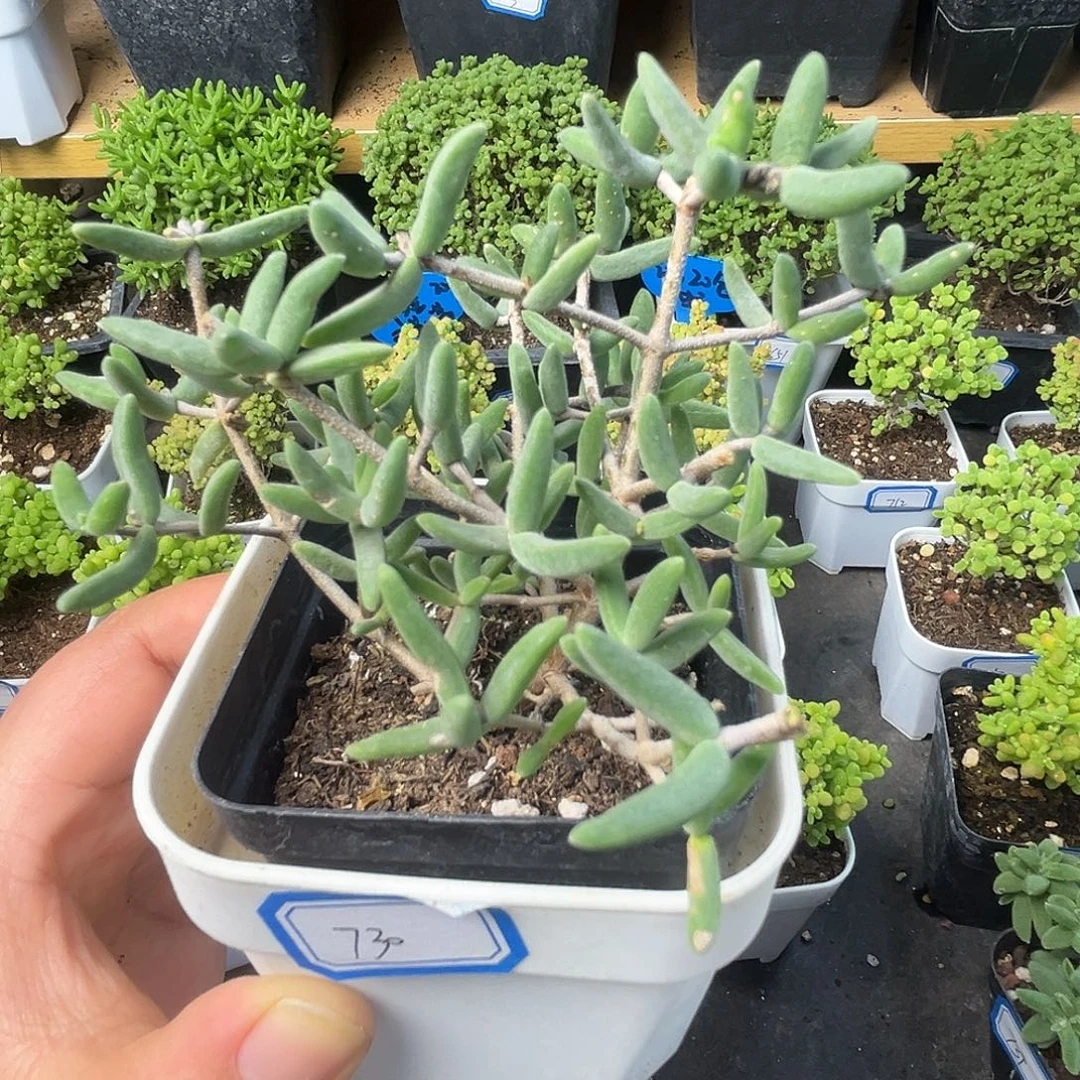 730香蕉。