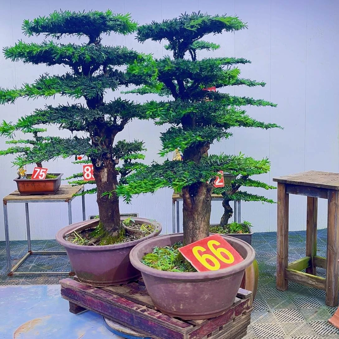 无花朵罗汉松盆景艺术作品
