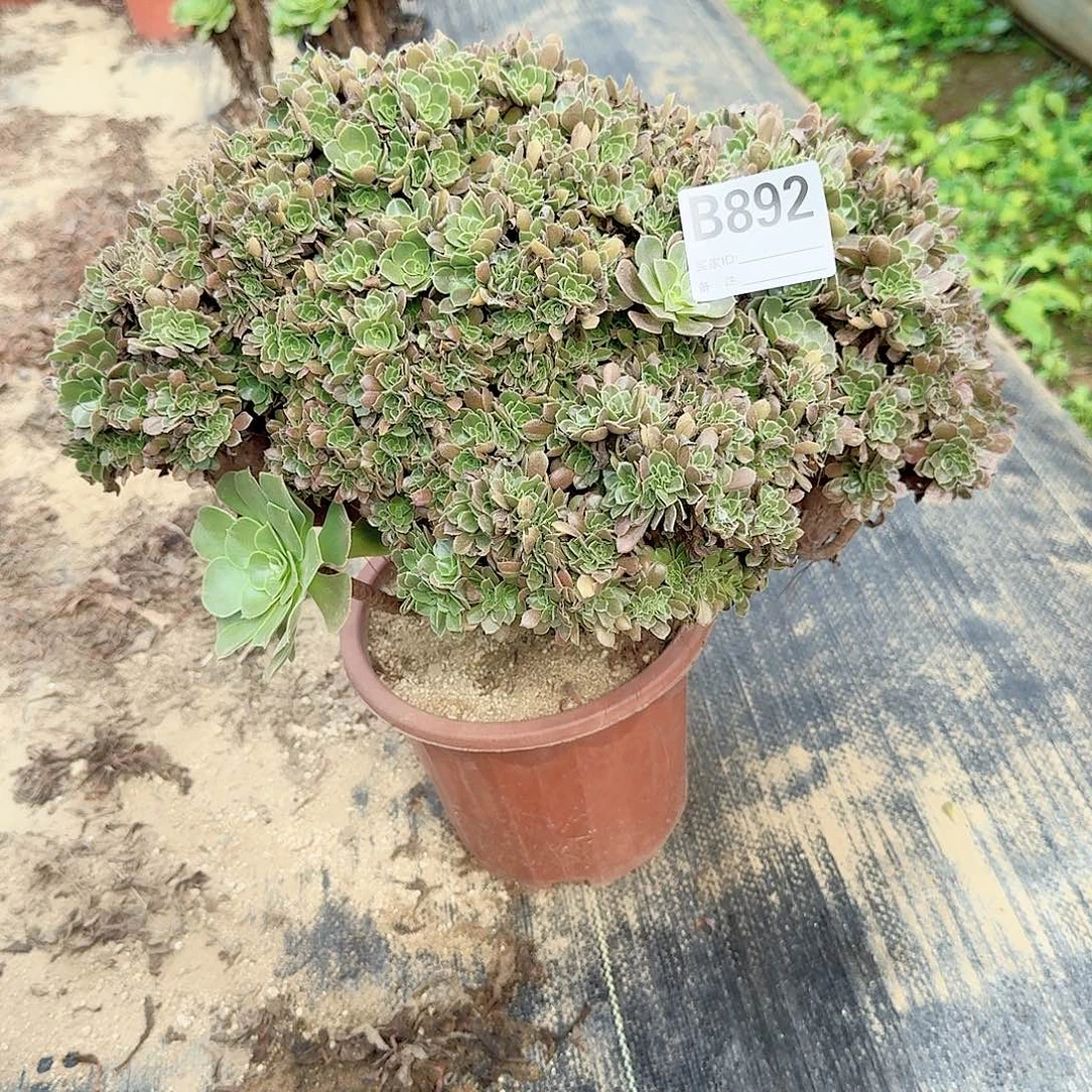 892玫瑰朵朵一颗呀呀