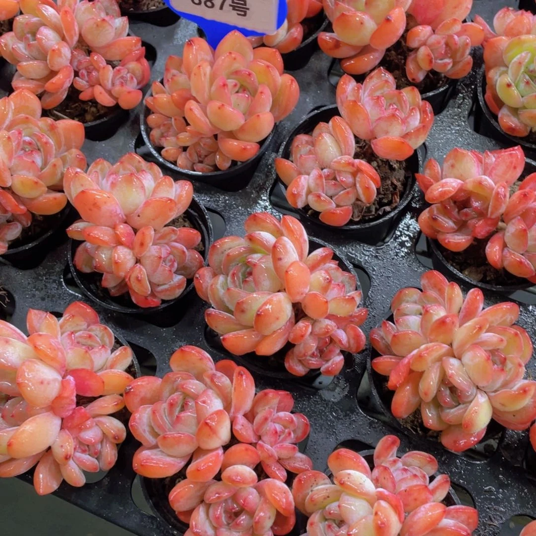 887号老桩全状态全明星多头群两个