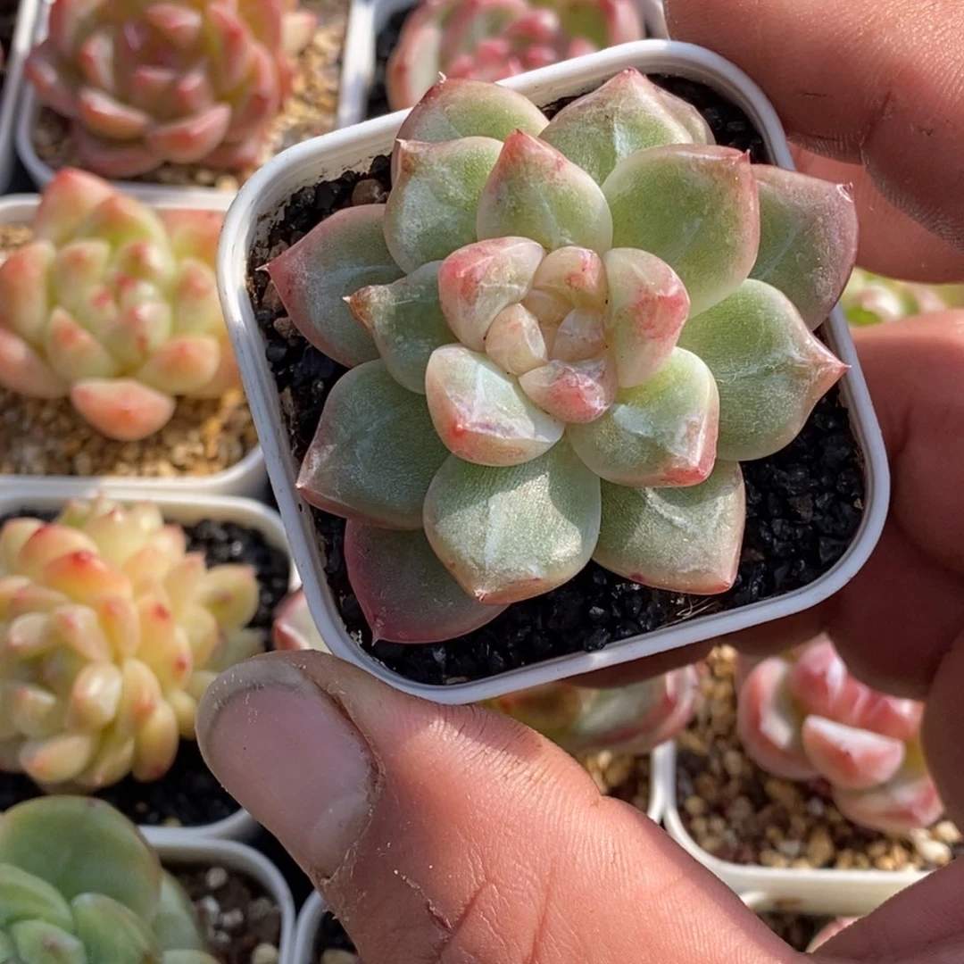 天官赐福百无禁忌