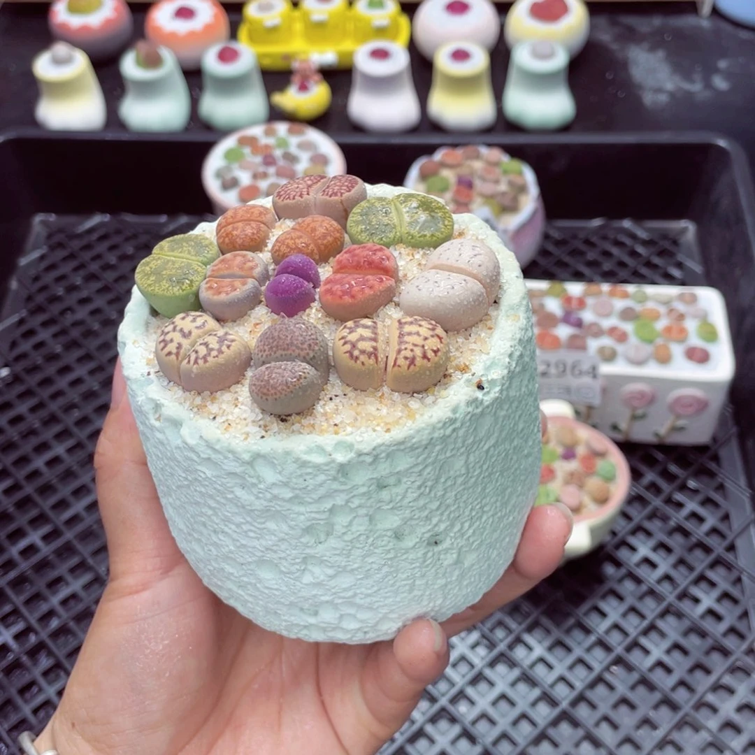 w2969 带盆土发货一物一拍