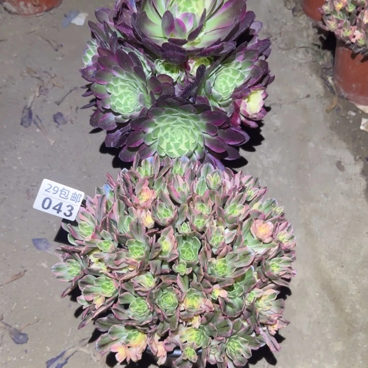 静**两颗……多肉植物的