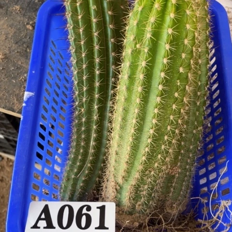 瑕疵毛花柱a 061