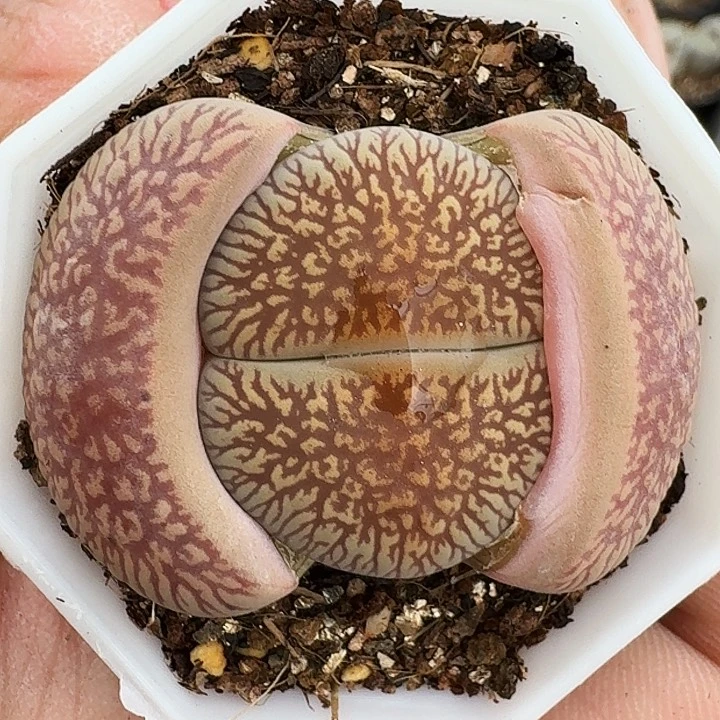 生石花1111。    105