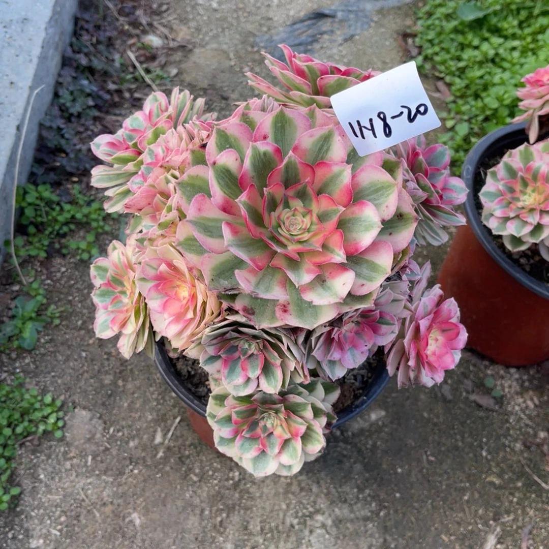 11-18-20倾城法师锦多肉