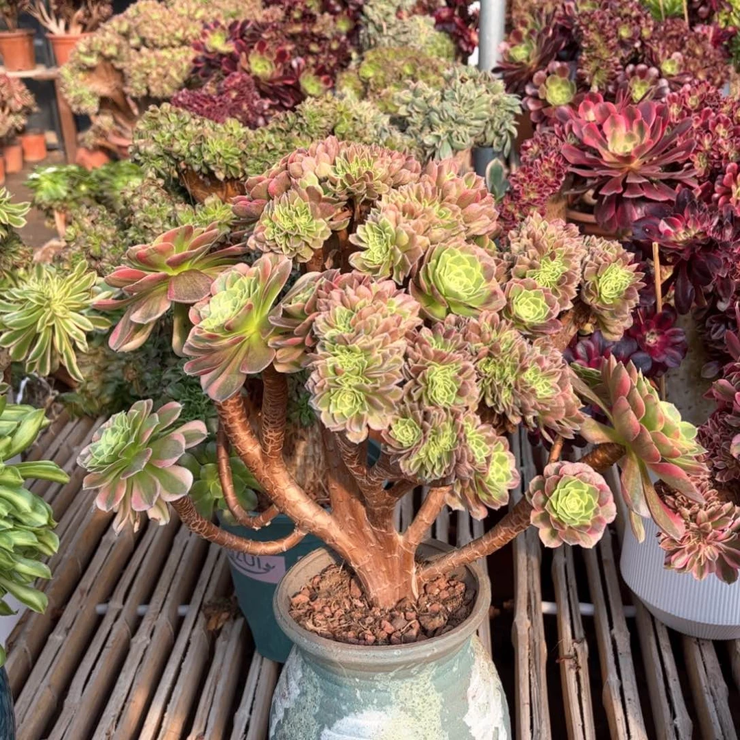 奶白朵朵妖桩精品福利