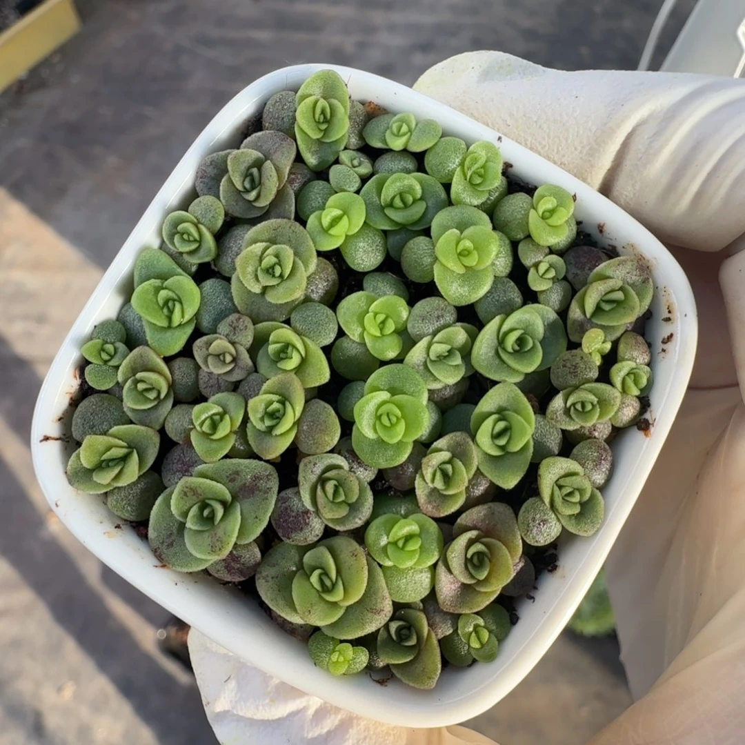 L702半城玫瑰连盆带土