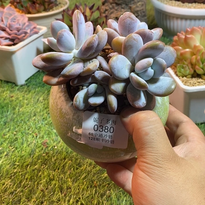 0380啊啊啊啊啊啊啊啊啊啊