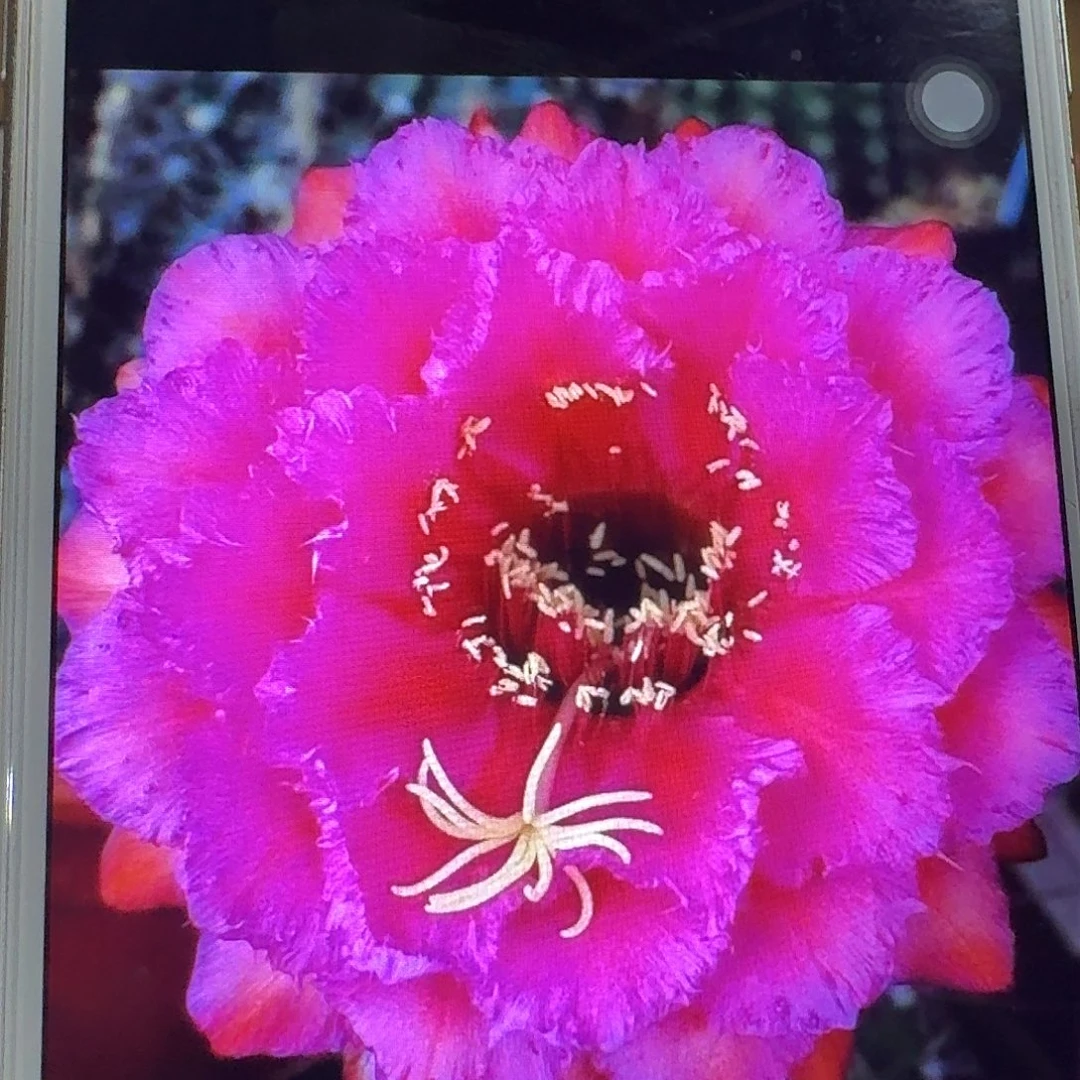 流苏侧芽5公分毛花柱仙人球