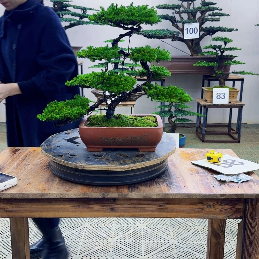 无花朵柏树造型盆景