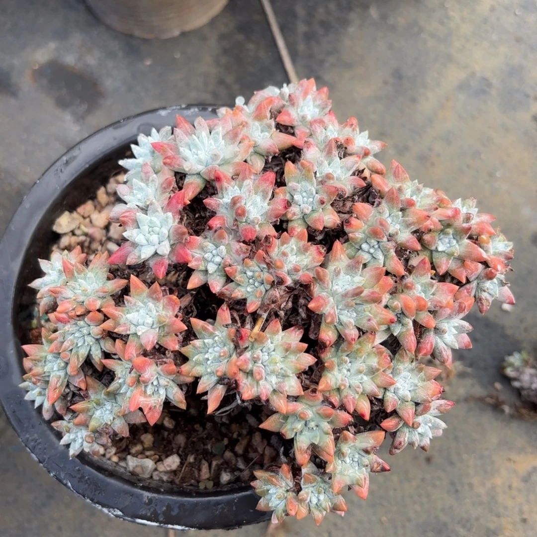 白菊瑕疵出，仙女杯多肉