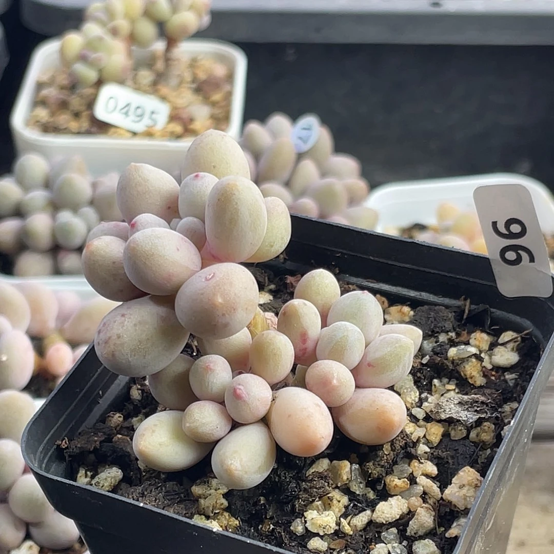 仙子奶酪多肉植物