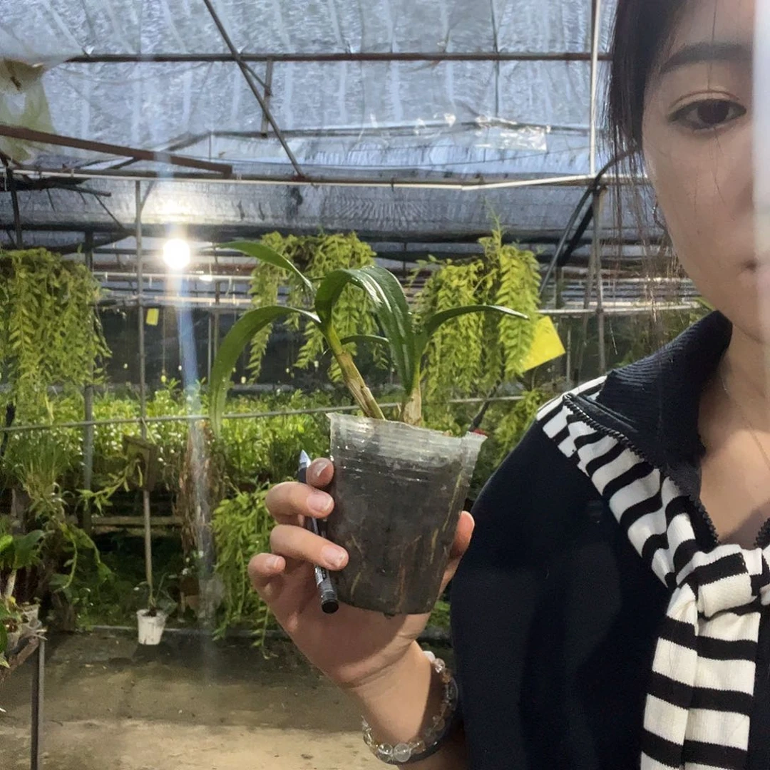 当前无花朵，栽培后可花朵白泼墨