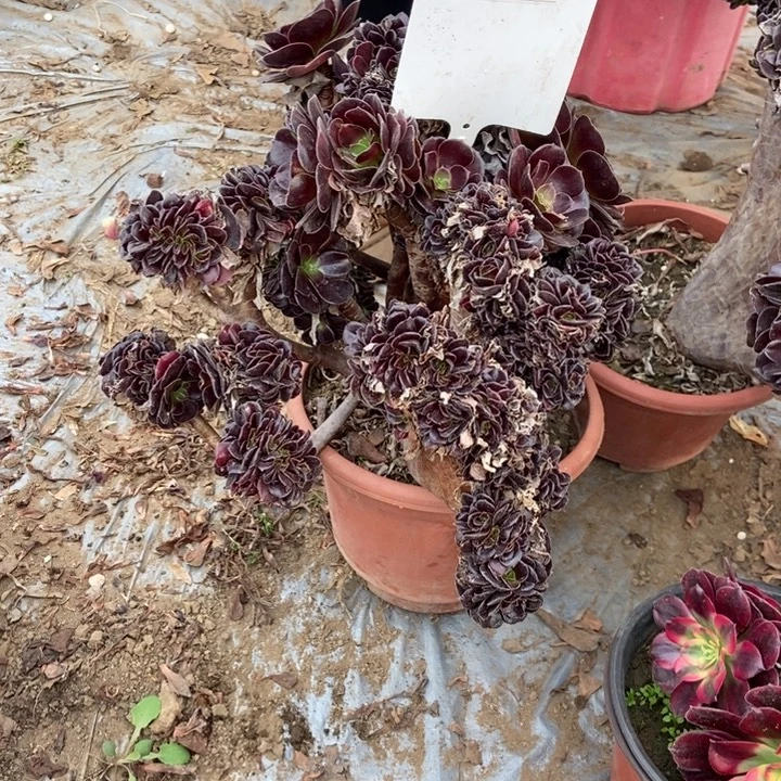 新***)A957欧紫欧紫欧紫欧紫欧紫