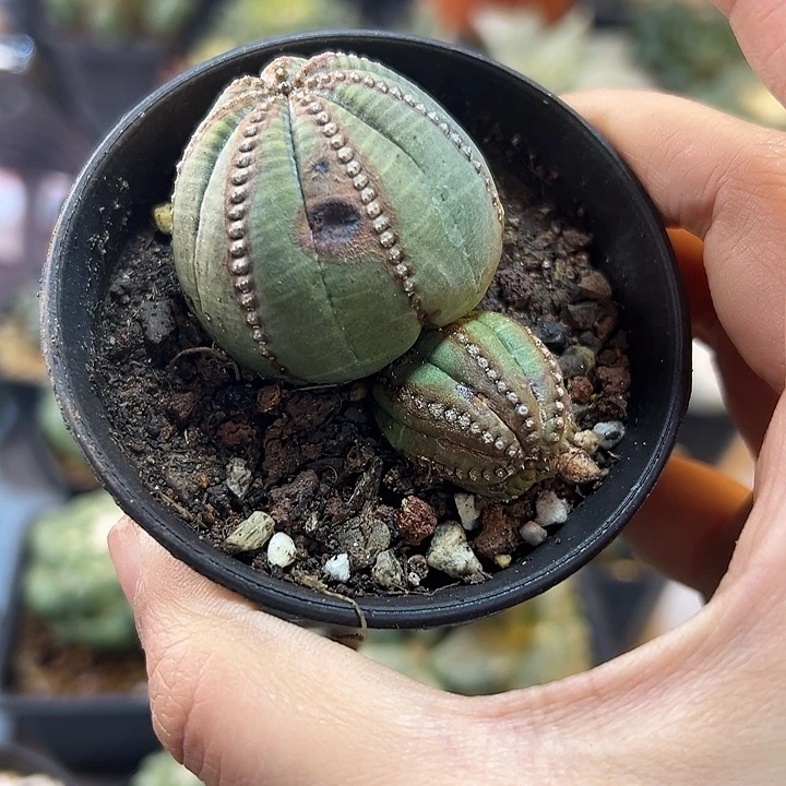 79号自根欧布带拉链纹瑕疵5.7公分