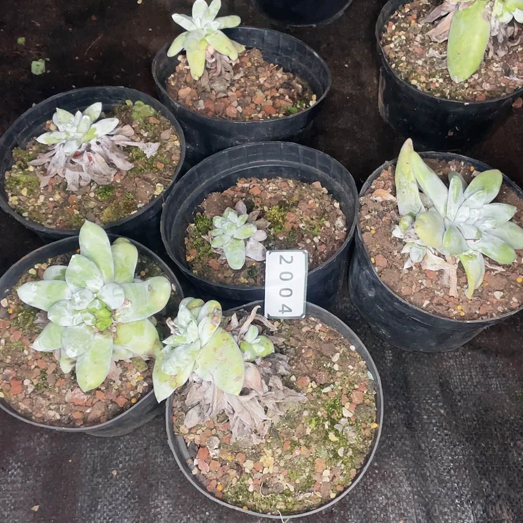 拇指组合不售后2004