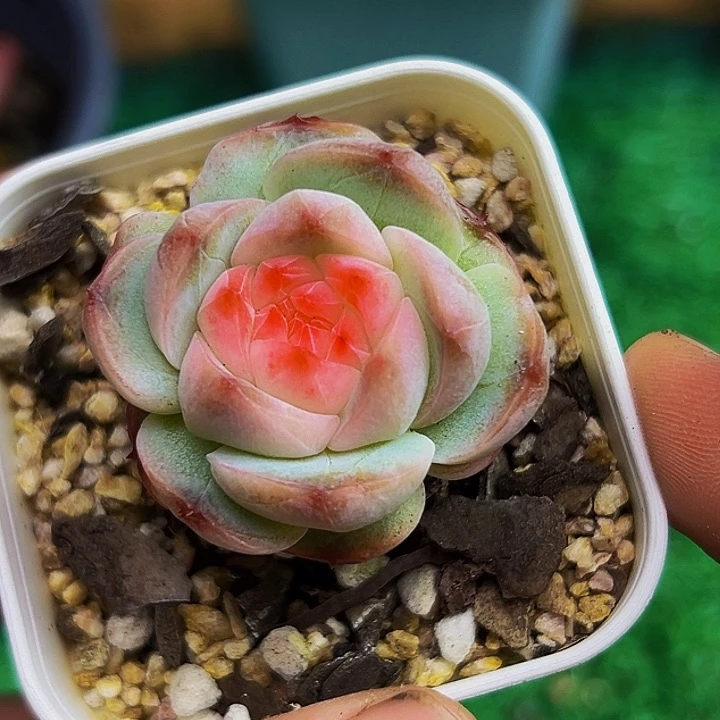 1颗美人系列多肉植物