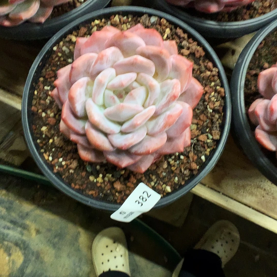 382梦露多肉植物666