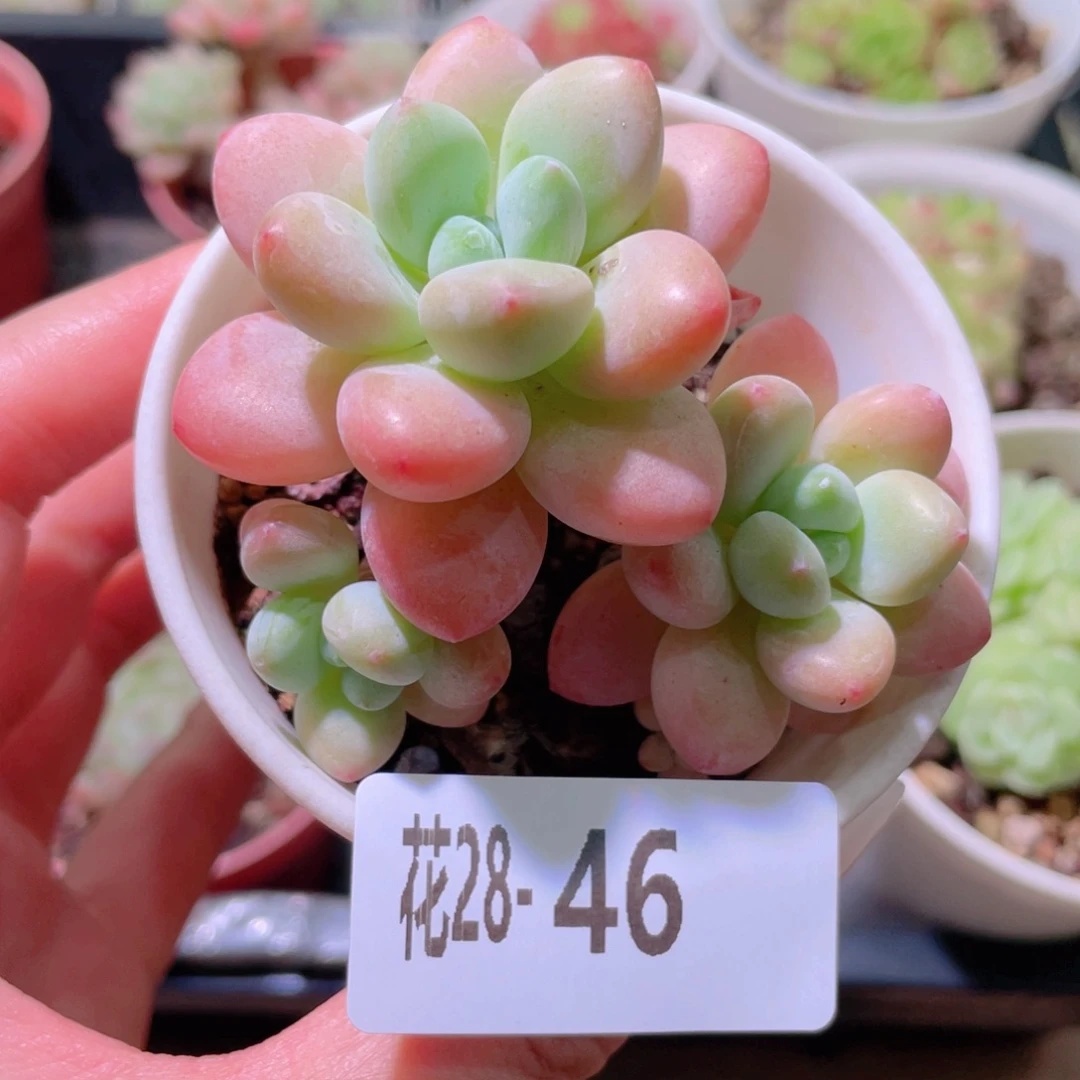 花利美28-46洛神群