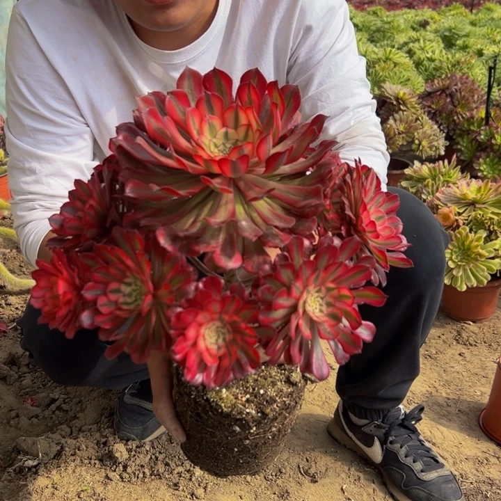 25.8红桐白一棵包邮