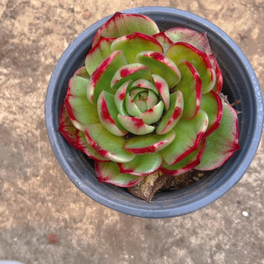 水***姐惊红多肉345677899986888