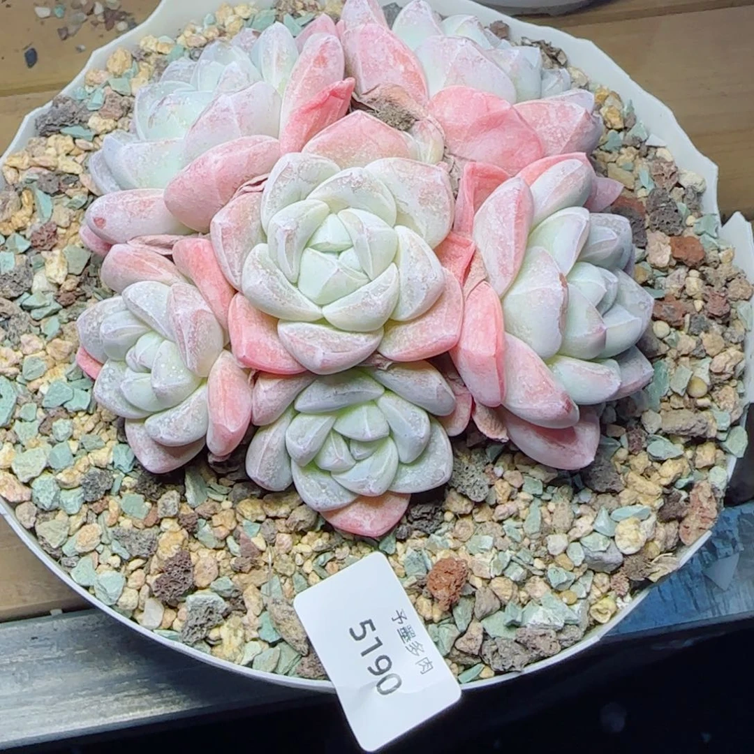 冰玉无砍，5190多肉植物