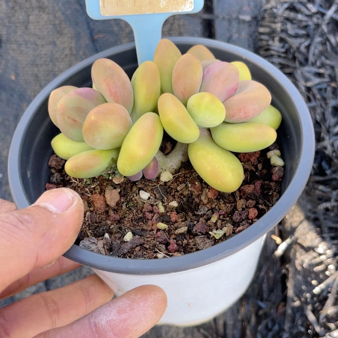 羊***工云尘多肉一物一拍114，