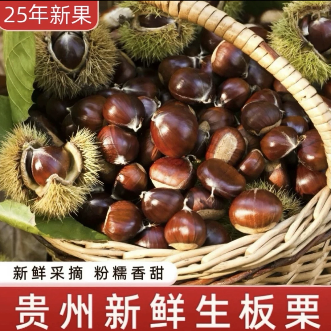【头茬山栗】2025年新鲜高山老树现摘新鲜带壳板栗粉糯香甜绝佳口感
