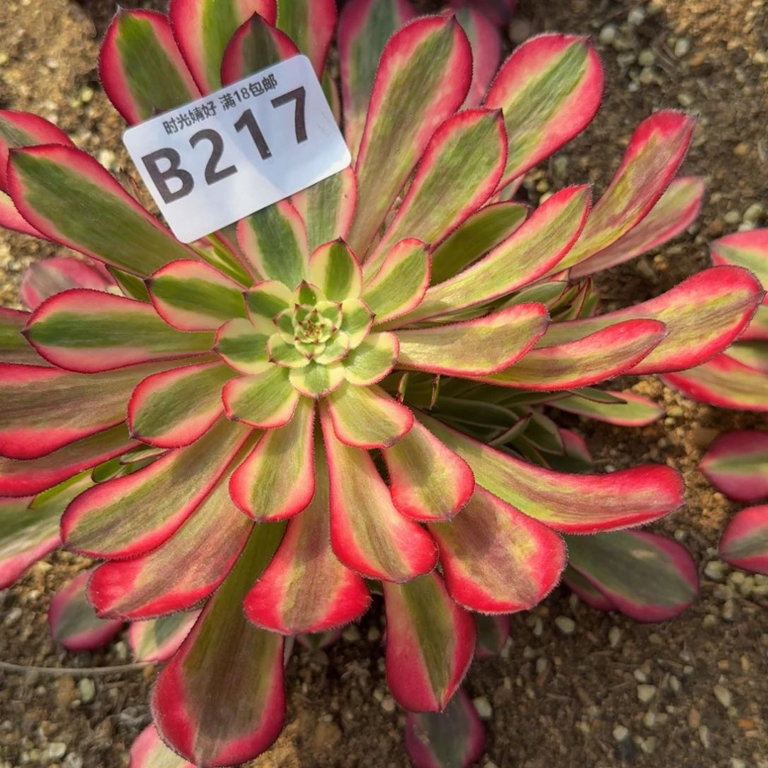 217铜白。多肉植物