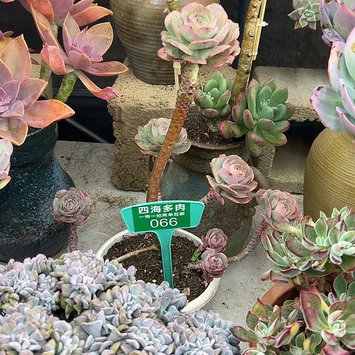 小***.克罗蒂亚多肉植物群落066