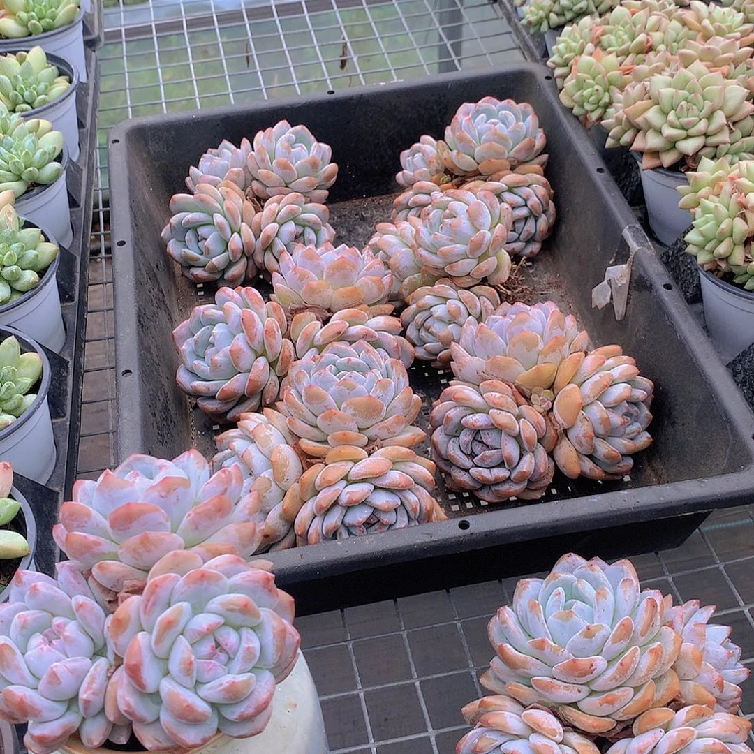 石榴籽群橙356789990000