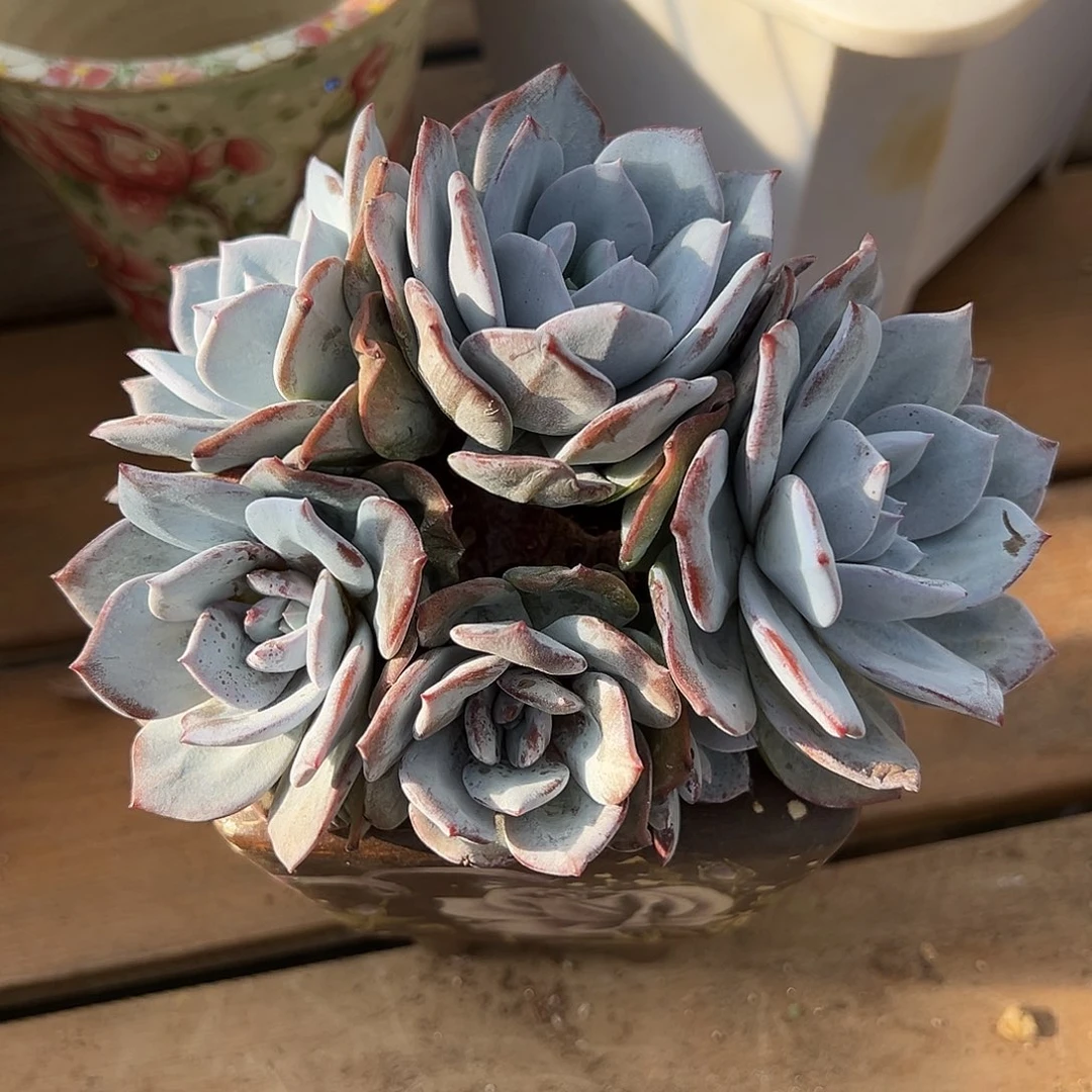 K****点赞奶茶群生无砍