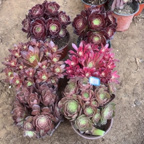 733多肉植物组合